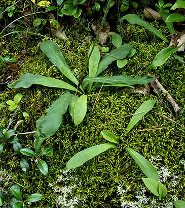 hawkleaf